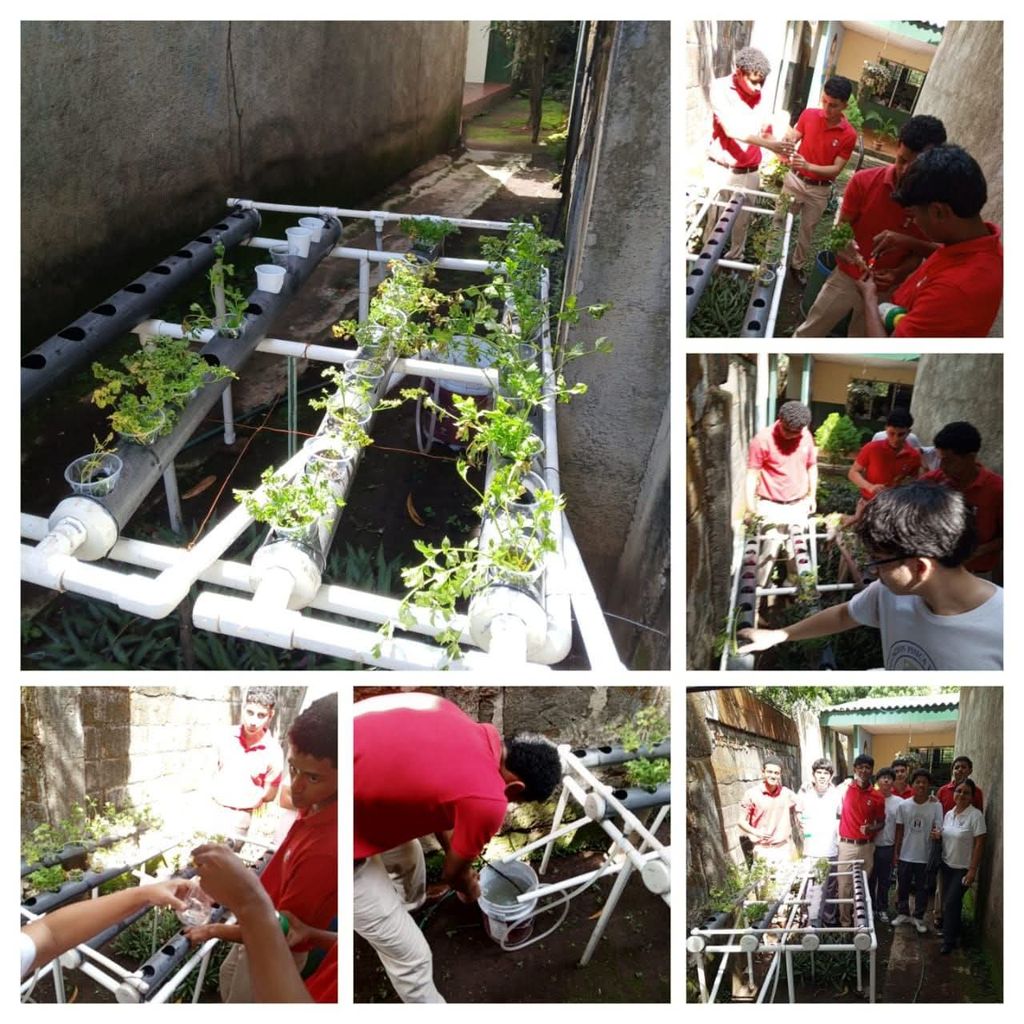 Cultivo hidropónico
